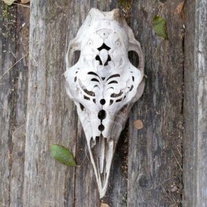 Sample Skull - Image 2